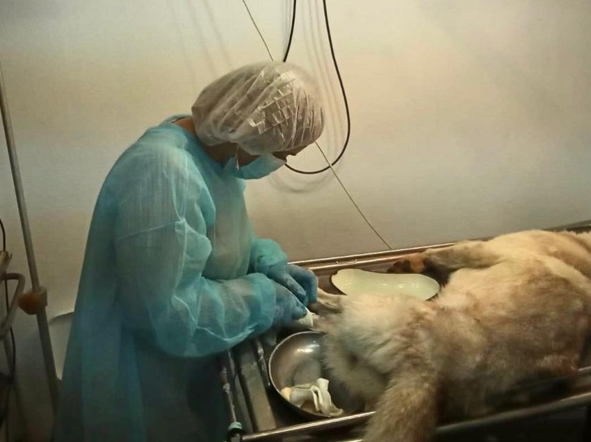 Ветврачи Краснокаменска экстренно провели операцию по спасению жизни собаке